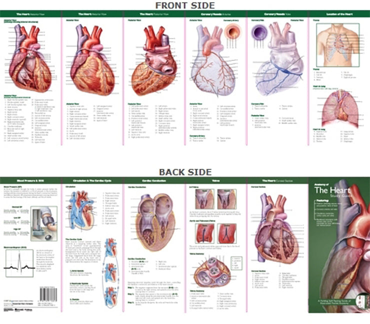 Anatomical Chart Company's Illustrated Pocket Anatomy: Anatomy  of the Heart Study Guide | Zookal Textbooks | Zookal Textbooks