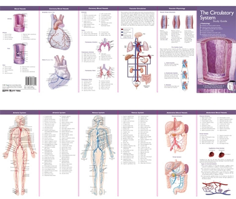 Anatomical Chart Company's Illustrated Pocket Anatomy: The      Circulatory System Study Guide | Zookal Textbooks | Zookal Textbooks