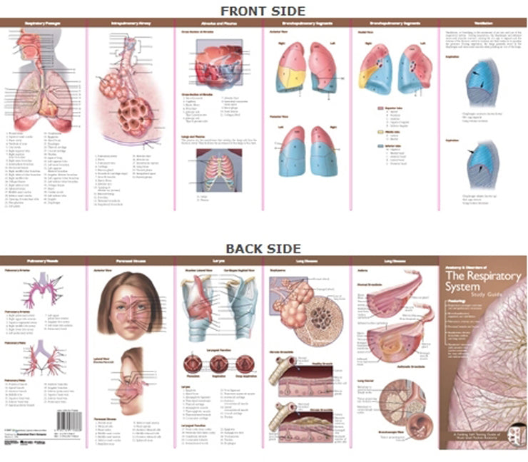 Anatomical Chart Company's Illustrated Pocket Anatomy: Anatomy  & Disorders of the Respiratory System Study Guide | Zookal Textbooks | Zookal Textbooks