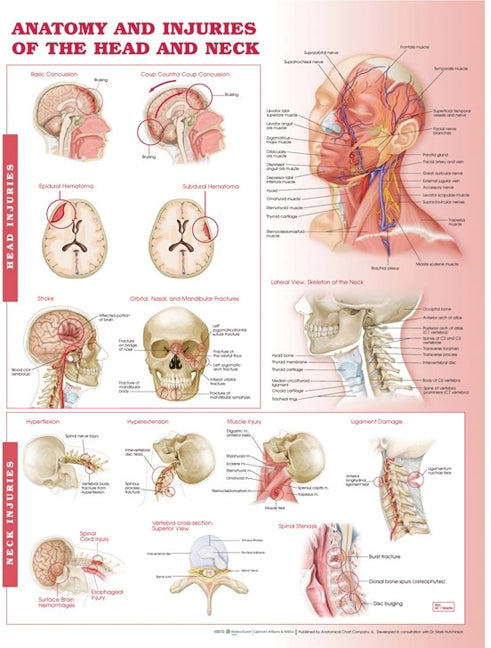 Anatomy and Injuries of the Head and Neck Anatomical Chart      Paper Unmounted | Zookal Textbooks | Zookal Textbooks
