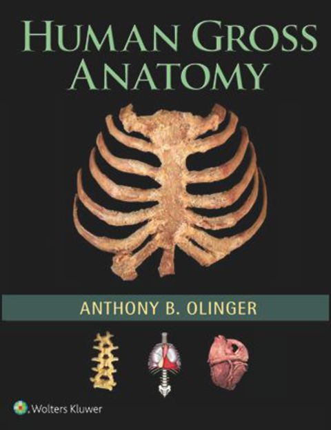 Human Gross Anatomy | Zookal Textbooks | Zookal Textbooks