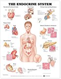 The Endocrine System Anatomical Chart Paper Unmounted | Zookal Textbooks | Zookal Textbooks