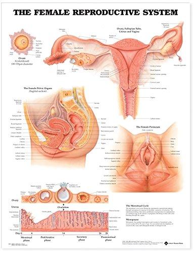 The Female Reproductive System Anatomical Chart Paper Unmounted | Zookal Textbooks | Zookal Textbooks