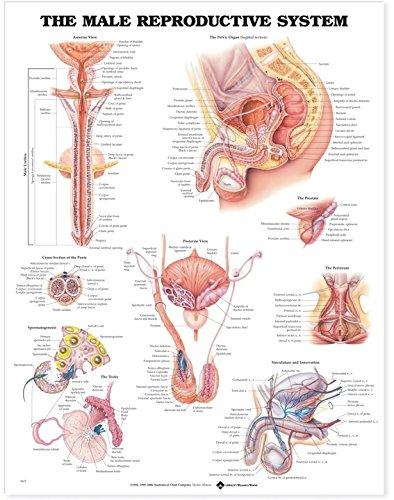 The Male Reproductive System Anatomical Chart Paper Unmounted | Zookal Textbooks | Zookal Textbooks