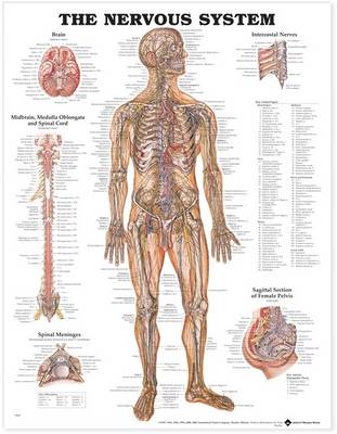 The Nervous System Anatomical Chart Laminated | Zookal Textbooks | Zookal Textbooks
