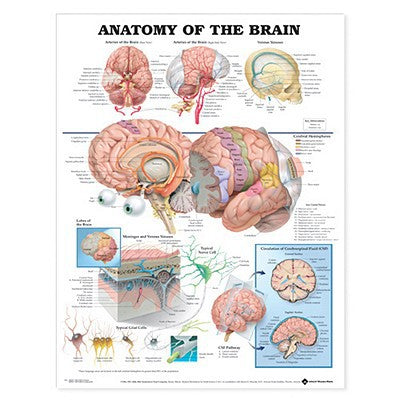 Anatomy of the Brain Anatomical Chart Paper Unmounted | Zookal Textbooks | Zookal Textbooks