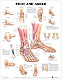 Foot and Ankle Anatomical Chart Laminated | Zookal Textbooks | Zookal Textbooks