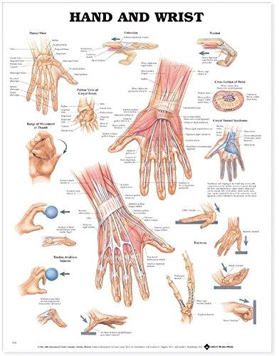 Hand and Wrist Anatomical Chart Paper Unmounted | Zookal Textbooks | Zookal Textbooks