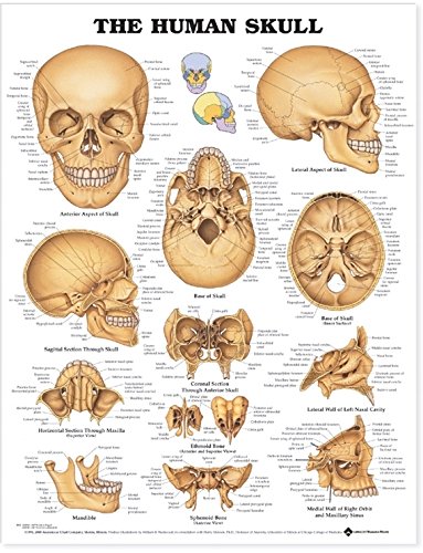 The Human Skull Anatomical Chart Laminated | Zookal Textbooks | Zookal Textbooks