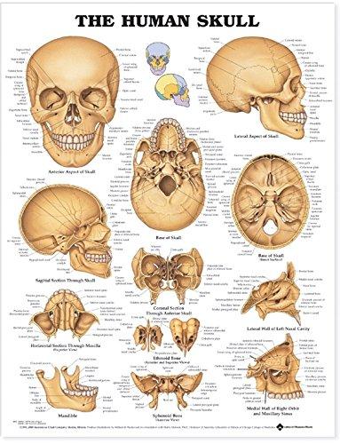 The Human Skull Anatomical Chart Paper Unmounted | Zookal Textbooks | Zookal Textbooks