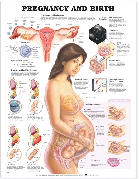 Pregnancy and Birth Anatomical Chart Laminated | Zookal Textbooks | Zookal Textbooks