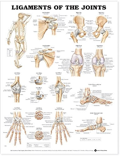 Ligaments of the Joints Anatomical Chart Laminated | Zookal Textbooks | Zookal Textbooks