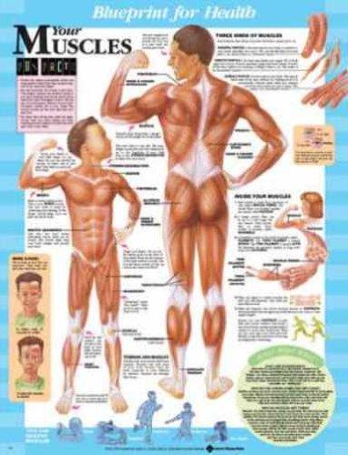 Blueprint for Health Your Muscles Chart Paper Unmounted | Zookal Textbooks | Zookal Textbooks