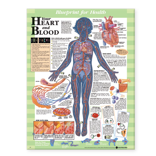 Blueprint for Health Your Heart and Blood Chart Laminated | Zookal Textbooks | Zookal Textbooks