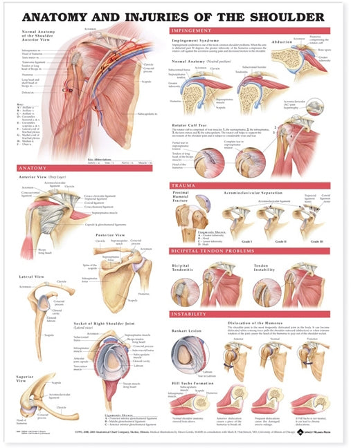 Anatomy and Injuries of the Shoulder Anatomical Chart Paper Unmounted | Zookal Textbooks | Zookal Textbooks